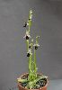 <em>Ophrys balearica</em>